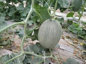 怀仁最近网红大瓜 热门大瓜每日大赛,揭秘最近热门大瓜，每日大赛精彩纷呈