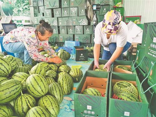 怀仁最近网红大瓜 热门大瓜每日大赛,揭秘最近热门大瓜，每日大赛精彩纷呈